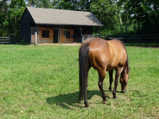 The hind end of an expensive pony