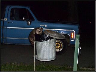Surely a raccoon could never get up a metal pole