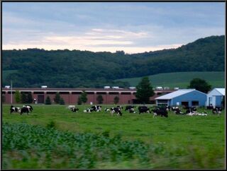 Cows