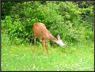 A deer eating