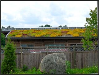 A diversely mossed roof