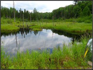 Pretty pond