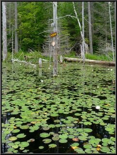 Lilly pads and signage