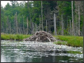 Beaver lodge