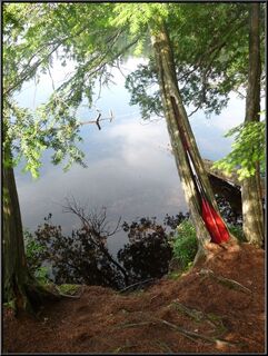 A tree seeming designed for holding paddles