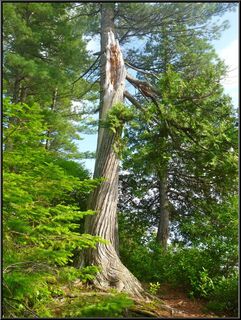Crazy tree