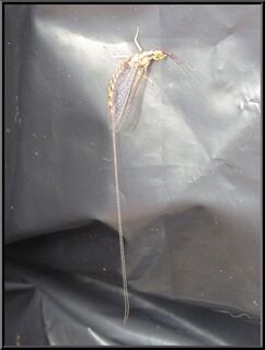 A crazy bug with a really long 'stinger'