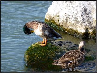 Ducks cleaning