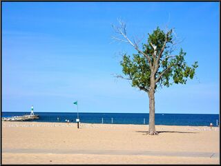 The eight dollar beach's tree
