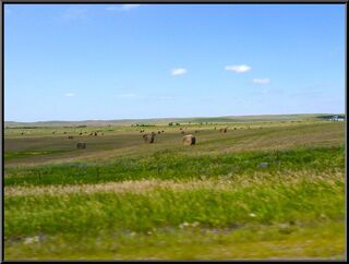 Acres of hay rolls