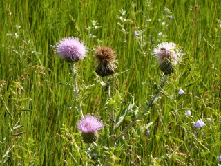 More pretty flowers