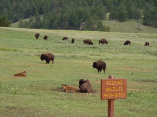 A bison herd, posing on our way out