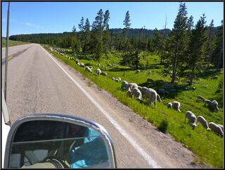 And then we were surrounded by a mob of sheep