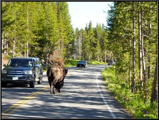 One buffalo of many