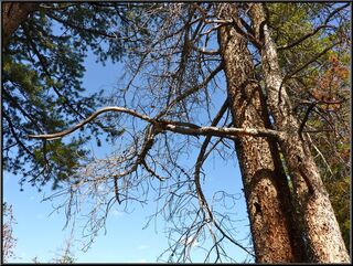 Theresa's dancing trees