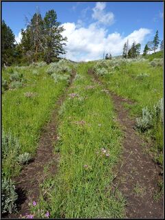On the trail of buffalo