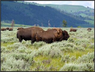 Hiking past the herd