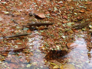 Spawning fish at the head of Rose Creek