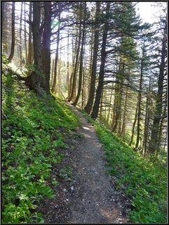 A great trail through the trees