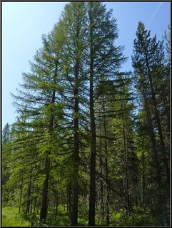 Trees along Lake McDonald