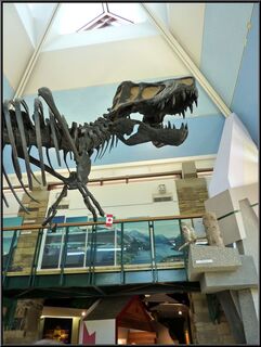 A T-Rex in the Alberta Welcome Center, in West Glacier