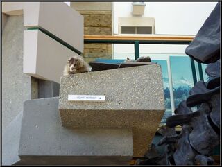 And something that verified we have been seeing squirrels and not marmots