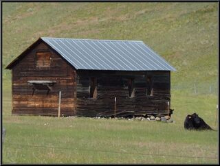It was one huge cow