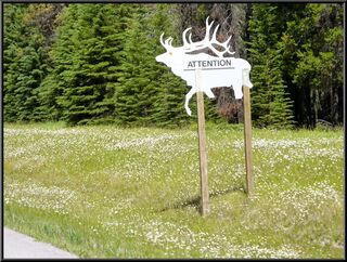 We are keeping an eye out for one legged elk