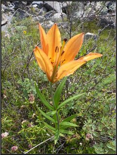 Orange flower