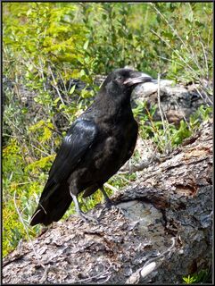 Black bird