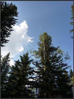 The view up from the campfire