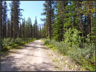 Just off of the Athabaska Falls road