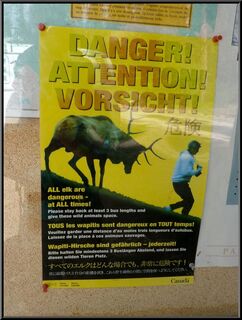 All Elk are dangerous