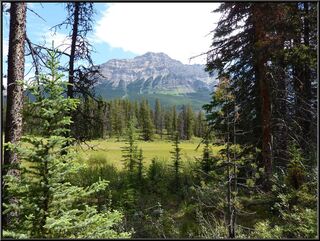 Meadow shot