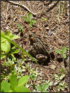 Camouflaged frog