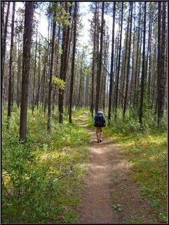 Most of the trail was in the trees