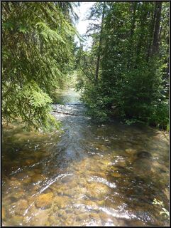 A very clear mountain creek