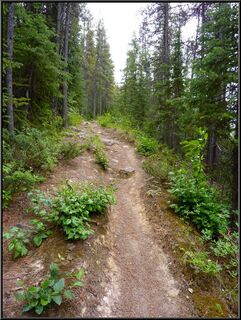 So, predictably, the trail steepened pretty seriously