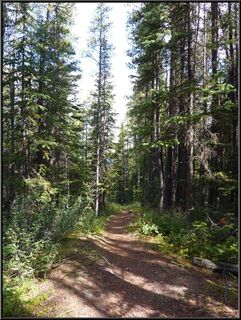 Trail shot