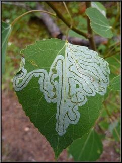 We're sure it's bad for the leaf, but it's really pretty
