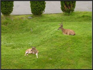 They also seemed happy to be here
