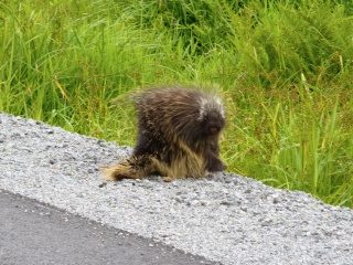 A concerned porcupine