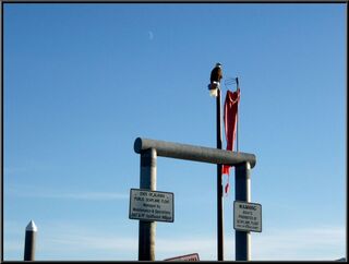 An eagle and the moon