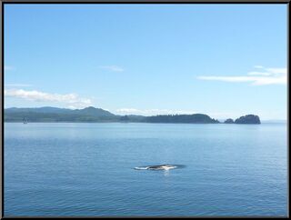 The best we could do with a lot of whales