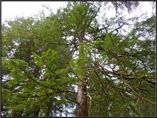 Looking up in the huge trees