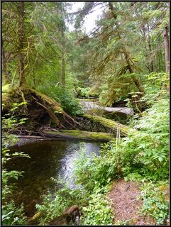 Starrigavan Creek