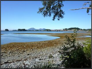 Looking back up the beach at Sitka from the walking trail