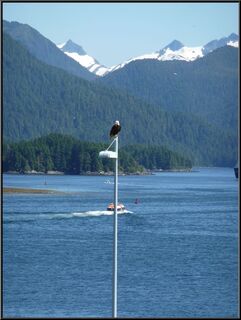 An eagle on a stick