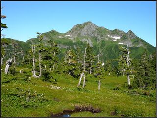 Tough trees in front of the ridge