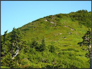 The goat and Todd's trail